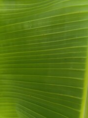 authentic real photo of a fresh green banana leaf translucent © Parakhat