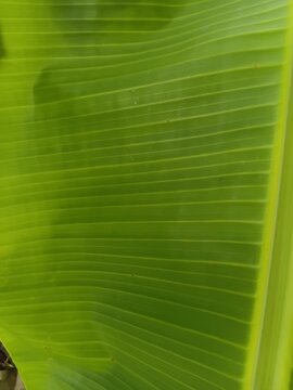 texture of a fresh green banana leaf translucent with a rhythmic pattern of parallel lines bright green banana leaf translucent in the sun with a graphic tropical pattern structure
