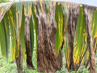 fading banana leaf with dry brown stripes beautiful multicolored fading of a banana leaf as a natural abstract background © Parakhat