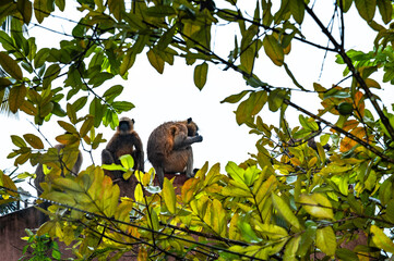 Northern plains grey langur monkeys are plucking guavas from trees and eating them. They are often seen eating raw guavas while getting wet in the rain due to hunger.  Major problems for farmers  © Soumyabrata