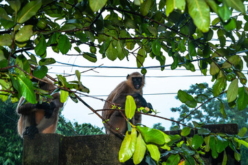 Northern plains grey langur monkeys are plucking guavas from trees and eating them. They are often seen eating raw guavas while getting wet in the rain due to hunger.  Major problems for farmers  © Soumyabrata
