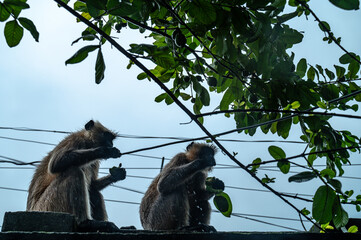 Northern plains grey langur monkeys are plucking guavas from trees and eating them. They are often seen eating raw guavas while getting wet in the rain due to hunger.  Major problems for farmers  © Soumyabrata