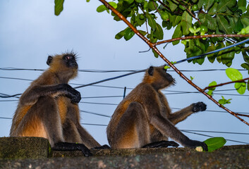Northern plains grey langur monkeys are plucking guavas from trees and eating them. They are often seen eating raw guavas while getting wet in the rain due to hunger.  Major problems for farmers  © Soumyabrata