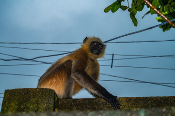 Northern plains grey langur monkeys are plucking guavas from trees and eating them. They are often seen eating raw guavas while getting wet in the rain due to hunger.  Major problems for farmers  © Soumyabrata