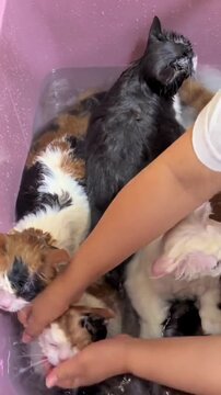 Caring Hands Bathing Multiple Wet Kittens in a Tub