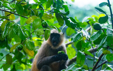 Northern plains grey langur monkeys are plucking guavas from trees and eating them. They are often seen eating raw guavas while getting wet in the rain due to hunger.  Major problems for farmers  © Soumyabrata