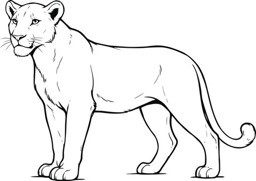 Lioness lineart drawing of a wild predator for coloring pages