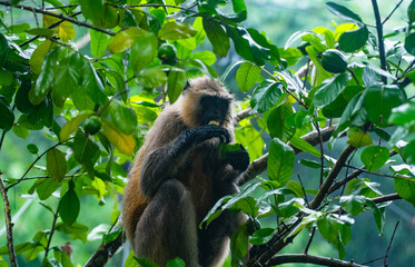 Northern plains grey langur monkeys are plucking guavas from trees and eating them. They are often seen eating raw guavas while getting wet in the rain due to hunger.  Major problems for farmers  © Soumyabrata