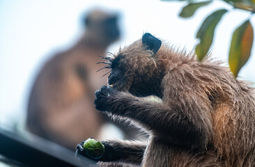 Northern plains grey langur monkeys are plucking guavas from trees and eating them. They are often seen eating raw guavas while getting wet in the rain due to hunger.  Major problems for farmers  © Soumyabrata