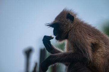 Northern plains grey langur monkeys are plucking guavas from trees and eating them. They are often seen eating raw guavas while getting wet in the rain due to hunger.  Major problems for farmers  © Soumyabrata