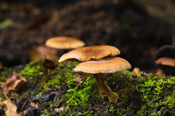 Grzyby niekoniecznie jadalne © pinus25