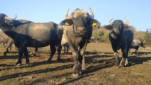 Curious water buffaloes walk toward the camera on a sunny autumn pasture, low angle view of a herd in rural Romania