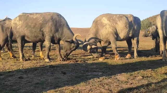 Two water buffaloes lock horns and spar head to head on a sunny pasture, playful fight between young bulls