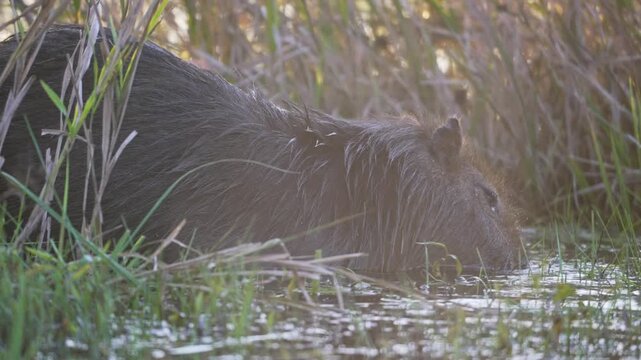 One capybara forages among reeds in shallow water in the Ibera Wetlands, Argentina. A steady low close profile in sunset backlight creates an intimate mood for wildlife films and behavior education.