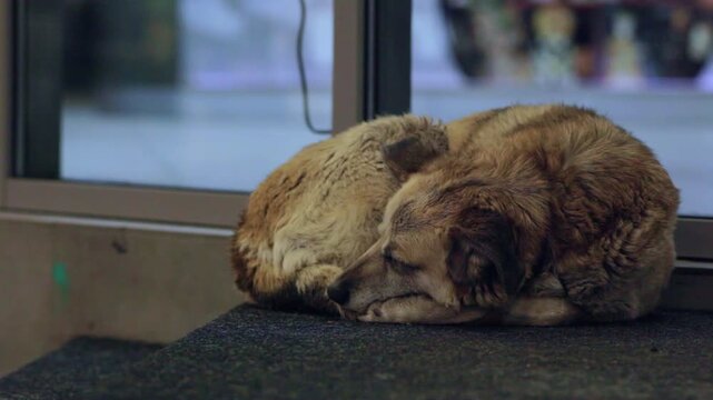 A stray dog lying and sleeping on the ground in an underpass in the evening. While the dog is barely moving, behind it the reflections of passing people are visible.