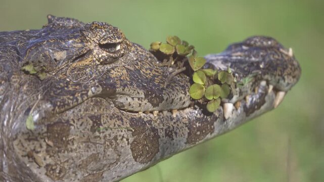 Water level close shot frames a yacare caiman among floating leaves in the Ibera Wetlands of Argentina.