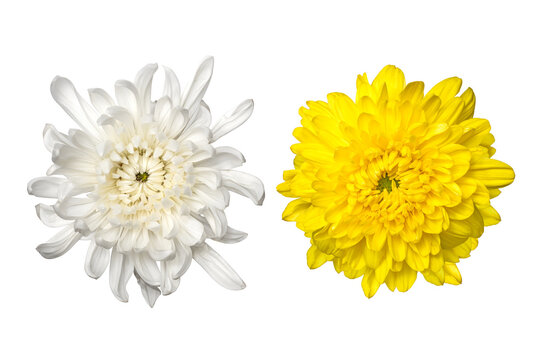 白と黄色の菊の花のクローズアップ