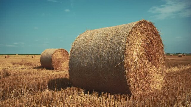 Large round hay bales resting in a harvested field under a blue summer sky. Rural landscape, agriculture and post-harvest farming concept. 4K.