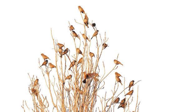 A flock of Common Linnet, isolated against a transparent background, perched on the bare branches of trees in winter.