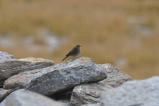 The Rosy pipit (Anthus roseatus) 