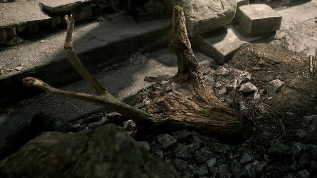 A gnarled root emerges from cracked stones, surrounded by weathered rocks. Sunlight filters through, casting shadows in this quiet, tranquil spot, echoing natures resilience.