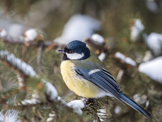 Cute bird Great tit, songbird sitting on the fir branch with snow in winter © Dmitrii Potashkin