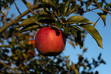 Single ripe red apple hanging on a tree branch with green leaves against blue sky © Maryna