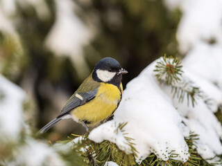 Cute bird Great tit, songbird sitting on the fir branch with snow in winter © Dmitrii Potashkin