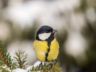 Cute bird Great tit, songbird sitting on the fir branch with snow in winter © Dmitrii Potashkin