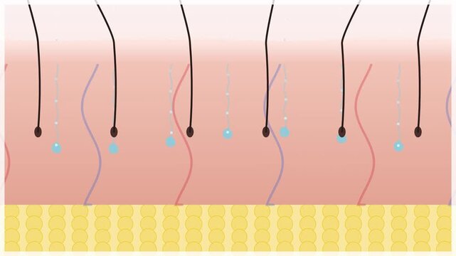 Medical Animation Showing Skin Layers and Hair Follicle Structure.