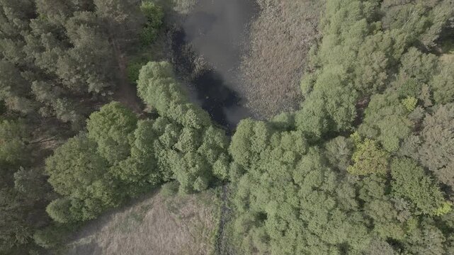 Aerial drone view panning over a winding river channel cutting through a dense green forest and wetland landscape near Lychen, Brandenburg, Germany.