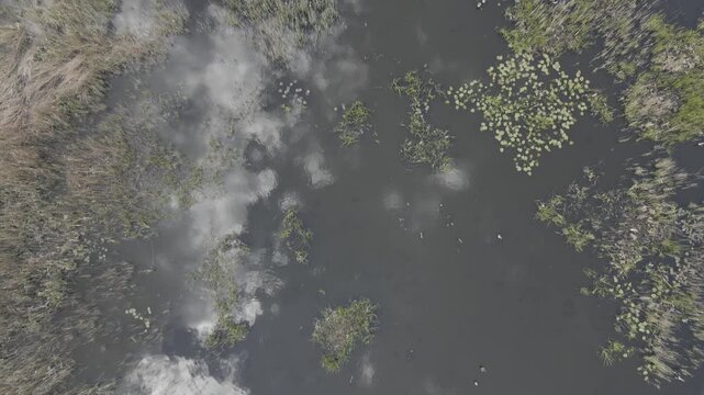 Drone flying over a scenic lake wetland surrounded by dense green pine forest with sky reflections on calm water near Lychen, Brandenburg, Germany.