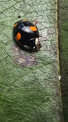 Black ladybug on a leaf © Dima