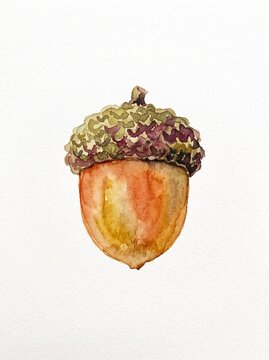 Watercolor illustration of acorn for fall and autumn decoration