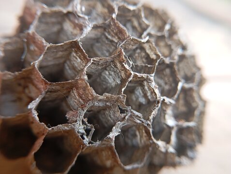 bees on honeycomb