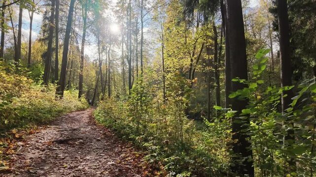 Camera moves along a leaf covered forest path as sunlight filters through tall trees and illuminates autumn vegetation and undergrowth