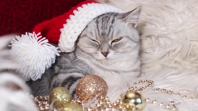 Gray British Shorthair cat in a red Santa hat, festive holiday pet photo.
