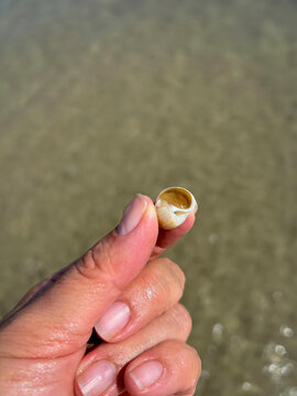 Operculum of moon snail, a trapdoor that works as a defense mecanism and helps the animal o retain moisture