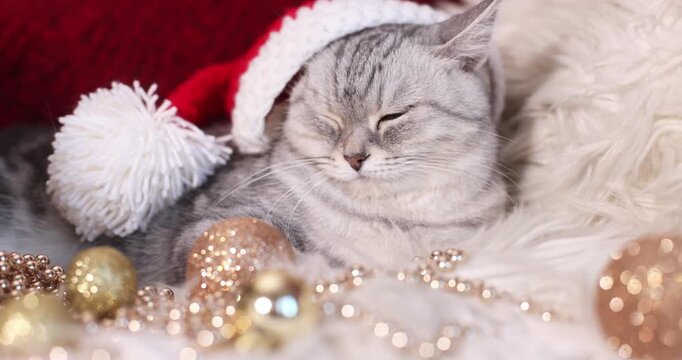 Gray British Shorthair cat in a red Santa hat, festive holiday pet photo.

