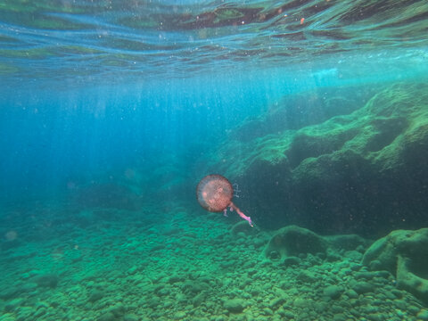 Underwater view of dangerous stinging pelagia noctiluca jellyfish swimming in clear blue mediterranean sea near rocky coast of saint jean cap ferrat france