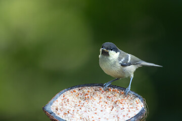 Juvenile coal tit looking at camera while perching on coconut fat feeder with green background © giedriius