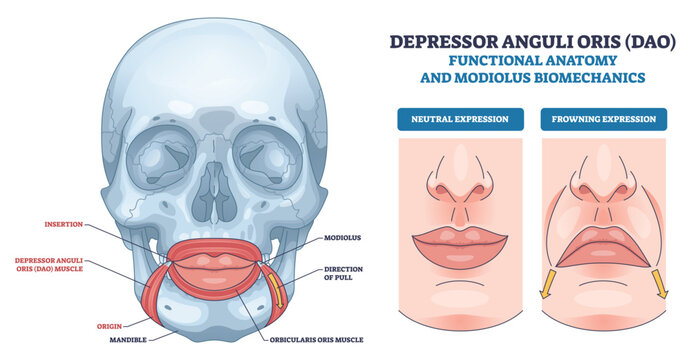 Depressor anguli oris DAO anatomy explains mouth-corner depression, showing skull base, lips, and muscle with pull arrows and neutral vs frown comparison. Outline diagram