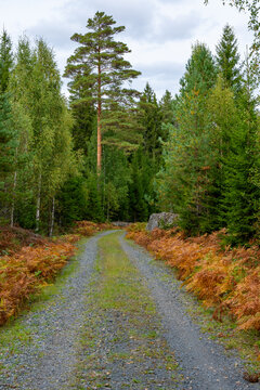 Gravel road through autumn colored forest in Sweden