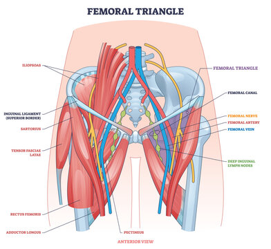 Femoral triangle outline highlighting anterior groin anatomy, showing femoral artery, femoral vein, and femoral nerve pathways for clinical reference. Outline diagram