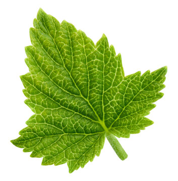 Green currant leaves isolated on white background. Fresh organic currant leaf with clipping path. As design element. Full depth of field