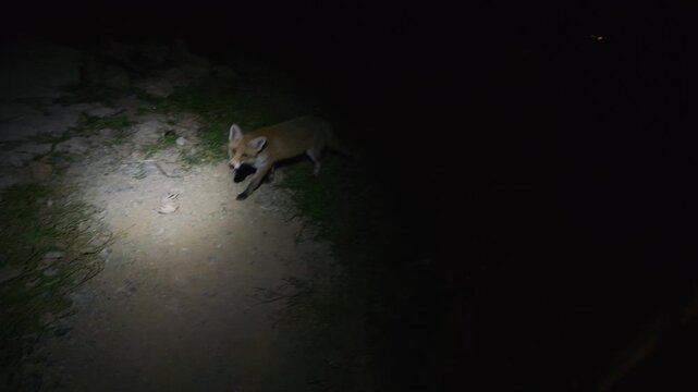 A wild fox eats bones left on the ground near a home at night and remains calm while being filmed at close range