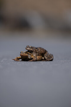 Two Frogs Mating in Amplexus on Wet Pavement &ndash; Common Frog Reproduction Close-Up