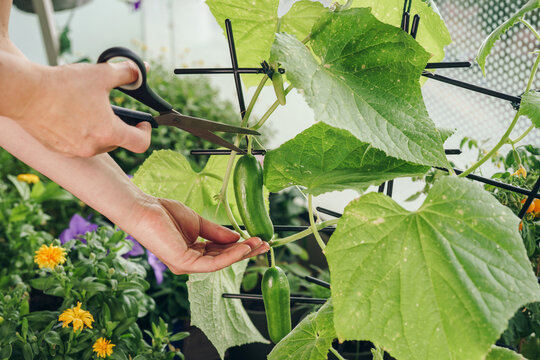Woman pruning a fresh green cucumber plant on an urban balcony