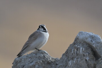 The horned lark or shore lark (Eremophila alpestris)  © Shaji