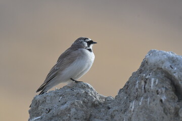 The horned lark or shore lark (Eremophila alpestris)  © Shaji